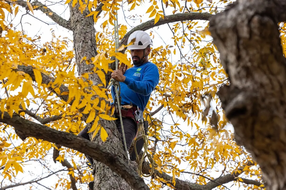 Skilled Tree Pruning crew working in Portsmouth