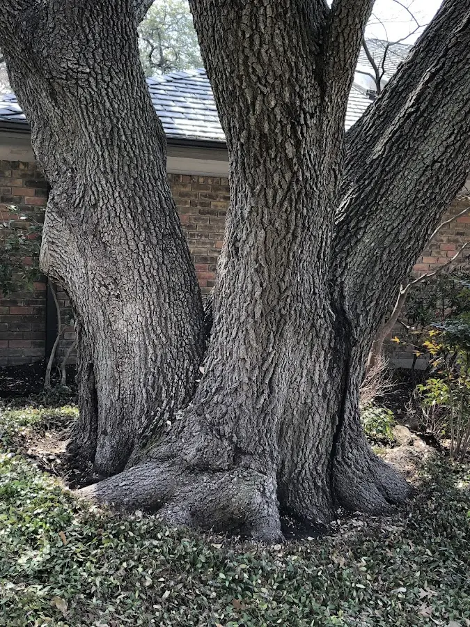 Mature heritage tree close to a Portsmouth property cared for by certified arborists